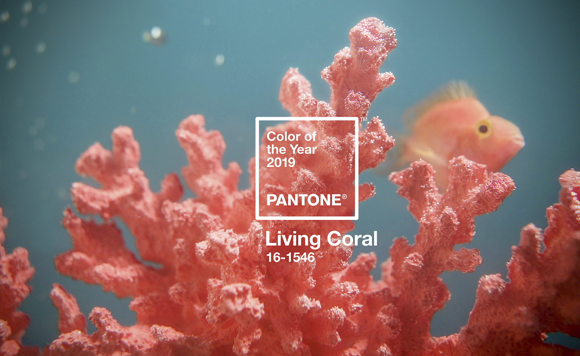 2019 Pantone living coral-鯊客科技SEO品牌經營